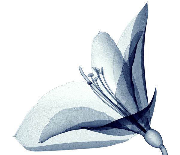 تصویر اشعه ایکس یک گل جدا شده بر روی سفید تصویر Amaryllis 3D