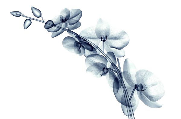 تصویر اشعه ایکس از گل جدا شده بر روی سفید تصویر 3d ارکیده