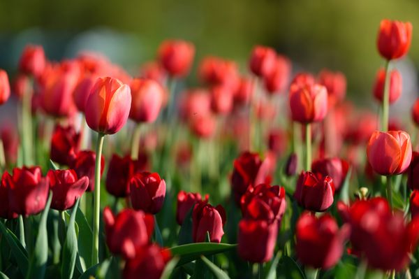 ماهیت شگفت انگیز گل لاله های قرمز در زیر نور خورشید در اواسط تابستان و یا چشم انداز روز بهار مناظر طبیعی گل گل در باغ با چمن سبز به عنوان پس زمینه