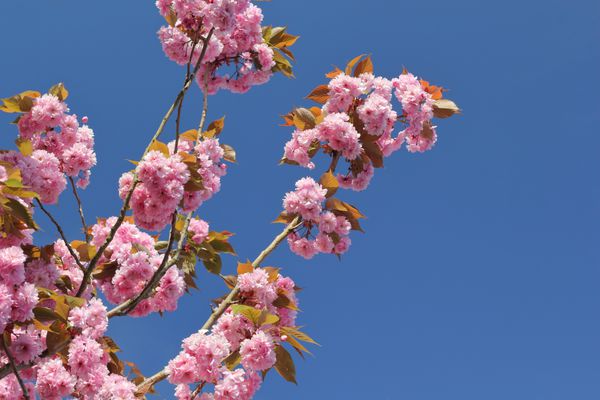 شکوفه گیلاس صورتی درخشان در برابر یک آسمان آبی روشن است