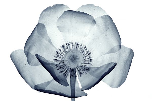 تصویر اشعه ایکس از گل جدا شده بر روی سفید کوکنمایی Papaver 3D تصویر