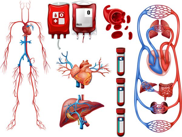 انواع خون و تصویر سیستم تنفسی
