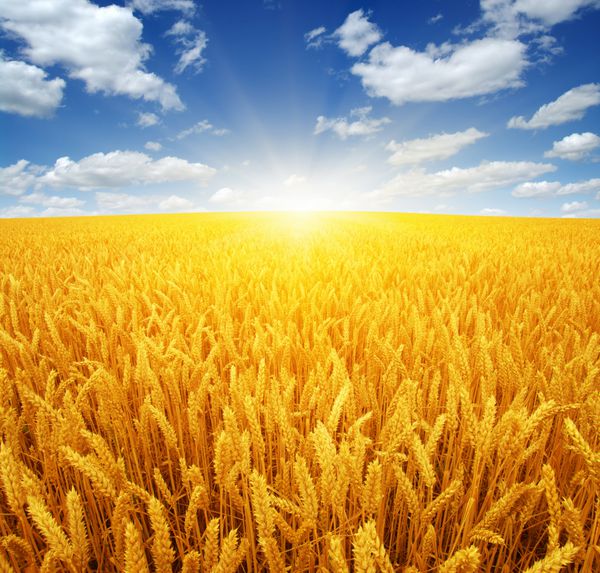 Wheat field and sun in the sky
