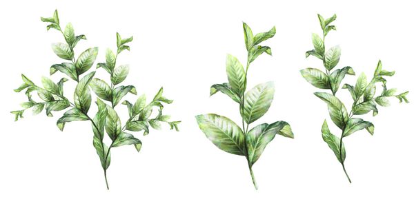 عناصر گیاهان را تنظیم کنید گیاه وحشی شاخه با برگ تصویر جدا شده بر روی زمینه سفید عجیب و غریب سبک آبرنگ