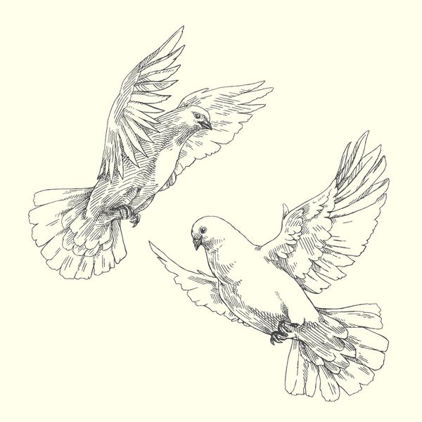 صاف کردن کبوتر سفید پرندگان پرنده در پرواز جدا شده بر روی سفید تصویر بردار دست کشیده نسخه پرنعمت از کوه های پرواز
