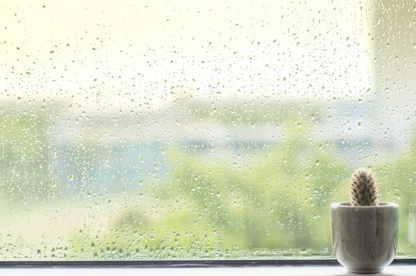 کاکتوس پشت آب قطره باران بر روی شیشه پنجره