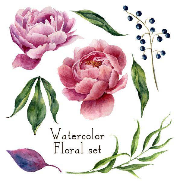 عناصر گل آبرنگ مجموعه برگ برگ اکالیپتوس انواع توت ها و گل ساعتی گلدان جدا شده بر روی زمینه سفید طراحی گل و گیاه دست کشیده شده برای طراحی شما