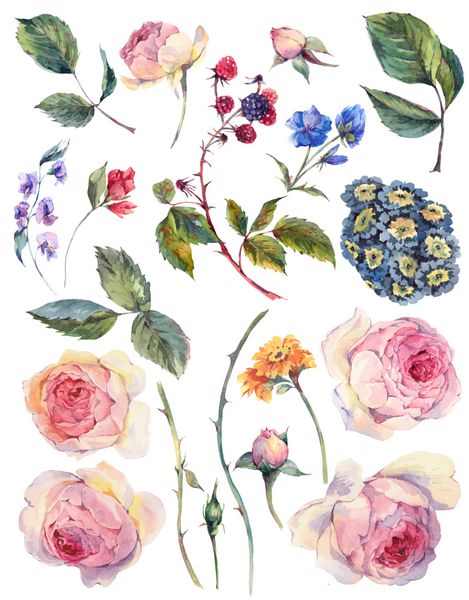 مجموعه عناصر آبرنگ گلدار گل رز انگلیسی برگ گل شاخه گل و گل های گلدار تصویر آبرنگ جدا شده بر روی زمینه سفید