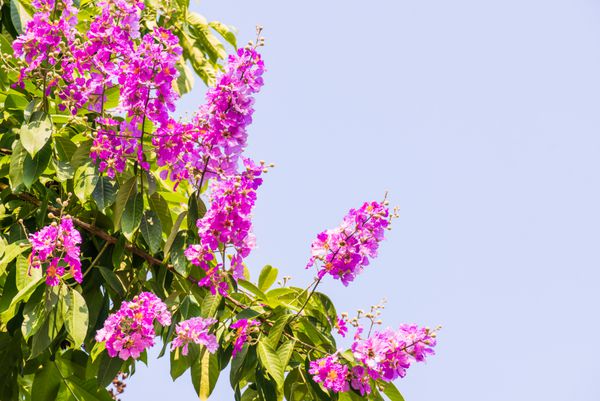 گل های لاغرسترومومی با آسمان آبی تایلند