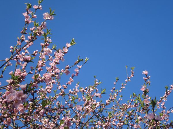 شاخه های درخت با شکوفه های شکوفه های صورتی زیبا در آسمان آبی