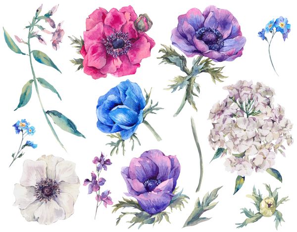 مجموعه عناصر آبرنگ گلدار anemones شکوفه باغ و گل های وحشی برگ برگ گل آبرنگ تصویر جدا شده بر روی زمینه سفید