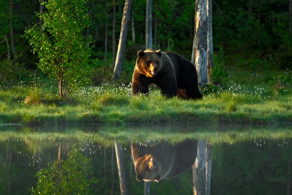 خرس بزرگ قهوه ای در خورشید صبح در اطراف دریاچه می گذرد حیوان خطرناک در جنگل صحنه حیات وحش از اروپا پرنده قهوه ای در طبیعت زیستگاه با آب روسیه خرس با بازتاب در آب