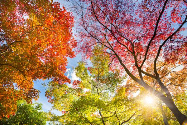 نور خورشید پاییز از درختان رنگارنگ با آسمان زیبا آبی روشن می درخشد