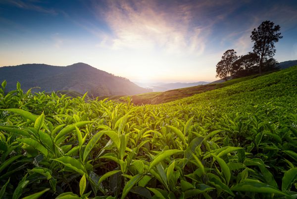کاشت چای در کوهستان کامرون مالزی
