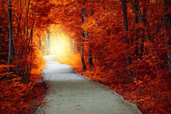 جنگل پاییزی عکس با مسیر و نور جادویی چشم انداز پری سقوط است