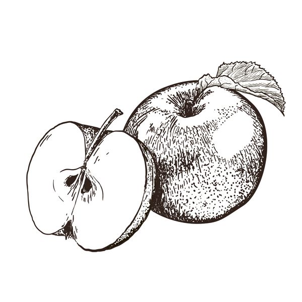 سیب های دست بسیار دقیق کشیده شده نیمی از سیب و کل سیب با برگ جدا شده