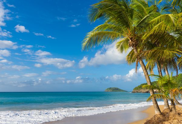 درخت نخل نارگیل تنها در یک ساحل مروارید در نزدیکی روستای Deshaies Guadeloupe Caribbean