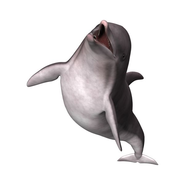 رندر 3D از یک دلفین جدا شده بر روی زمینه سفید
