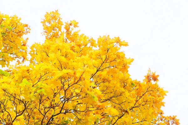 مرطوب درختچه سبز زرد طلایی زرد