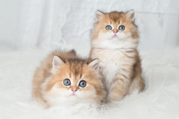 دو بچه گربه بریتانیایی شایان ستایش بریتانیا