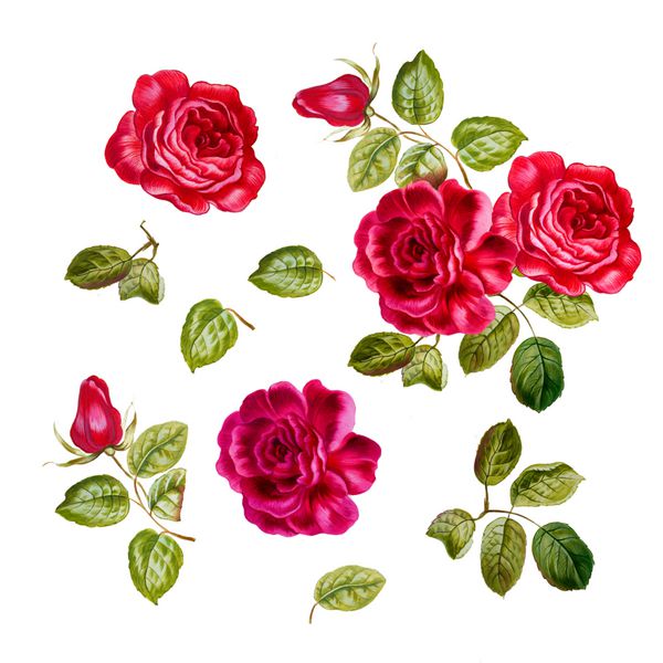 تصویر گیاه شناسی گل رز قرمز با برگ مجموعه ای از عناصر آبرنگ دست ساخته شده است