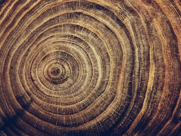 پایه درخت بلوط بریده شده بخش تنه با حلقه سالانه برش چوب