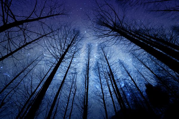 چشم انداز از طرح های تاریک جنگل خشک و کاج در شب با آسمان ستاره در پس زمینه