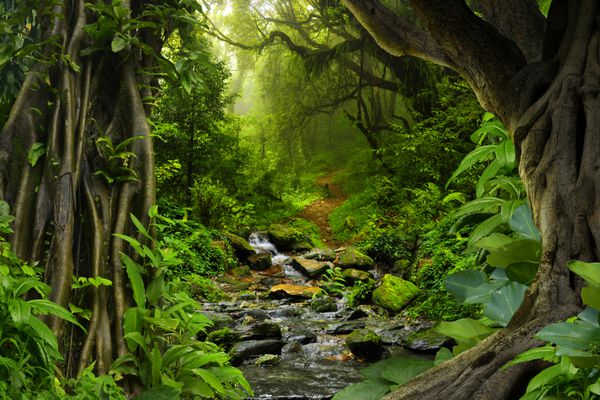جنگل گرمسیری با رودخانه