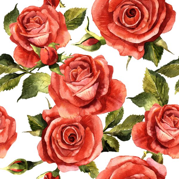 گل گل گل گل گل الگوی در یک سبک آبرنگ جدا شده است نام کامل گیاه گل رز قرمز hulthemia rosa Aquarelle گل وحشی برای پس زمینه بافت الگوی بسته بندی شده قاب یا مرز