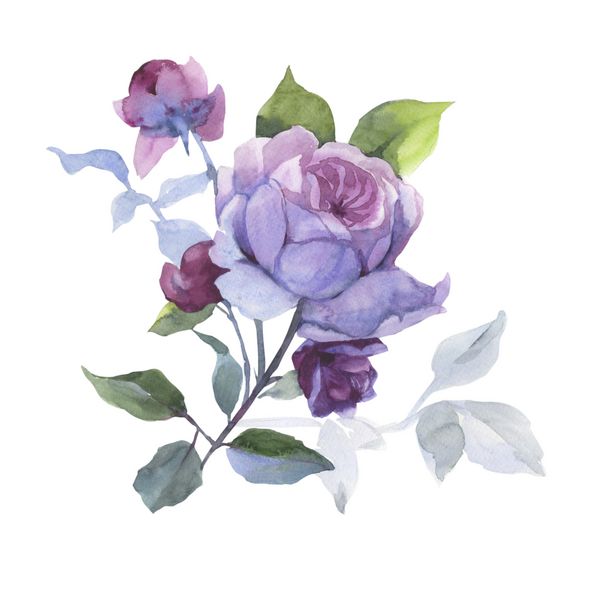 Wildflower گل رز در سبک آبرنگ جدا شده است نام کامل گیاه گل رز هولتیمیا رزا Aquarelle گل وحشی برای پس زمینه بافت الگوی بسته بندی شده قاب یا مرز