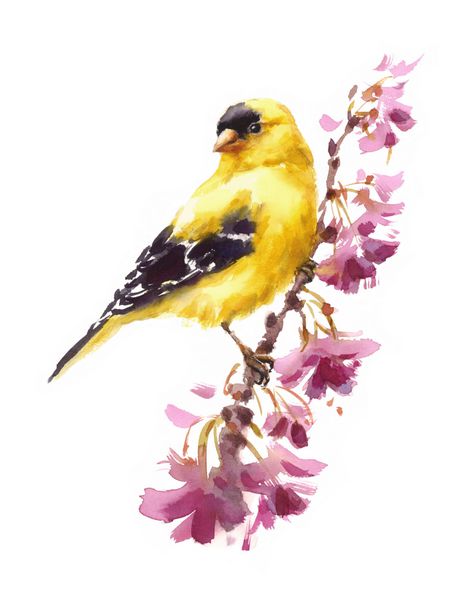 آبرنگ پرنده American Goldfinch نشسته بر روی شاخه گل گل نقاشی شده گل تصویر گل کارت