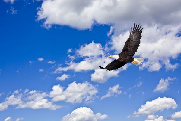 عقاب تیز در آسمان آبی ابر