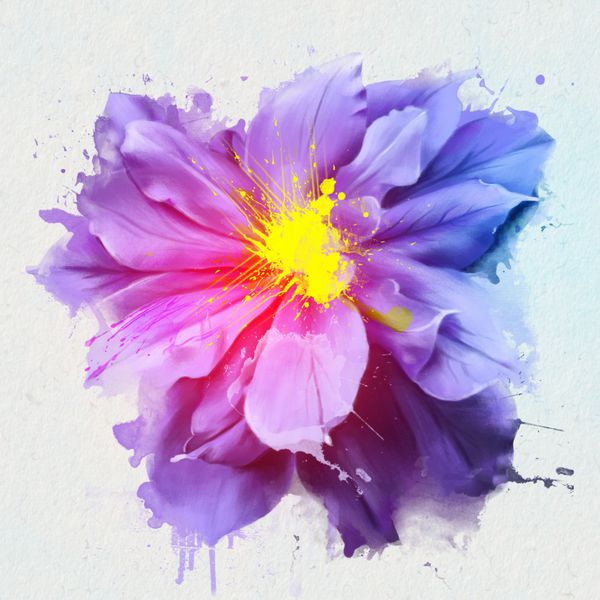 تصویر انتزاعی از گل لوکس clematis در رنگ های روشن جدا شده بر روی زمینه سفید