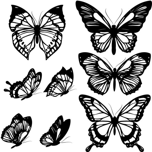 پروانه های سیاه و سفید جدا شده بر روی سفید