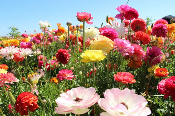 گل تابستان در یک روز آفتابی ثبت شده است