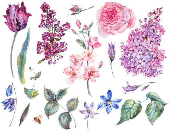مجموعه ای از آبرنگ مجموعه ای از آبرنگ گل رز برگ شکوفه شاخه های هلو سایه لاله ها اسکله آبرنگ تصویر زمینه گیاهی جدا شده بر روی زمینه سفید