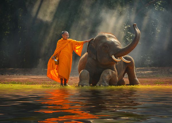 فیل و راهب Surin تایلند