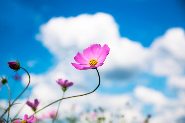 زیبا نزدیک گل صورتی Cosmos و ابر آسمان آبی