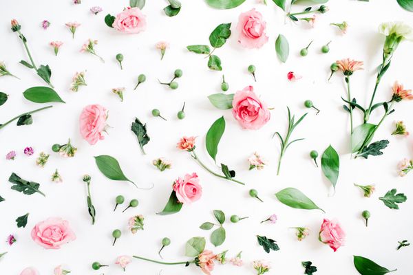 Floral pattern made of pink and beige roses green leaves branches on white background Flat lay top view Valentine