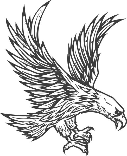 تصویر برداری از عقاب پرواز جدا شده بر روی زمینه سفید تصویر برداری