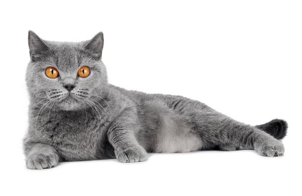 گربه گربه گربه بریتانیا با چشم های بزرگ پرتقال گسترده ای جدا شده است