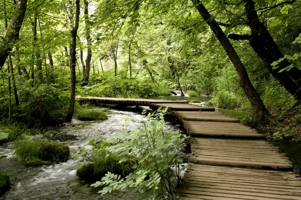 پل چوبی در جنگل