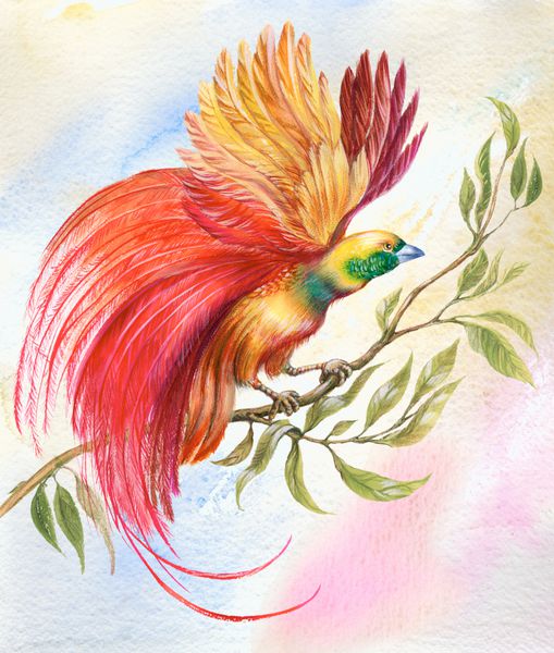 نقاشی پرنده روشن رنگارنگ با پرهای غیر معمول