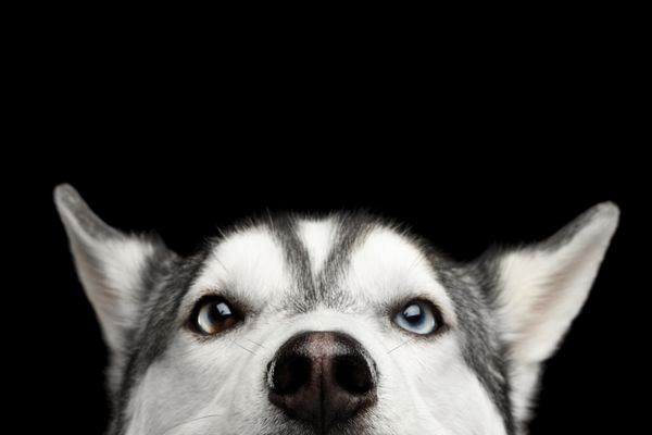کلاه سر سگ گله سیبری سگ با چشم آبی در پس زمینه سیاه و سفید جدا نمایش جبهه