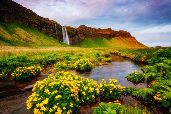 دیدگاه دوست داشتنی از شکوفه های سبز در نور خورشید صحنه دراماتیک و زرق و برق دار جاذبه توریستی محبوب محل سکونت آبشار سلینجانسفوس معروف ایسلند اروپا کشف جهان زیبایی