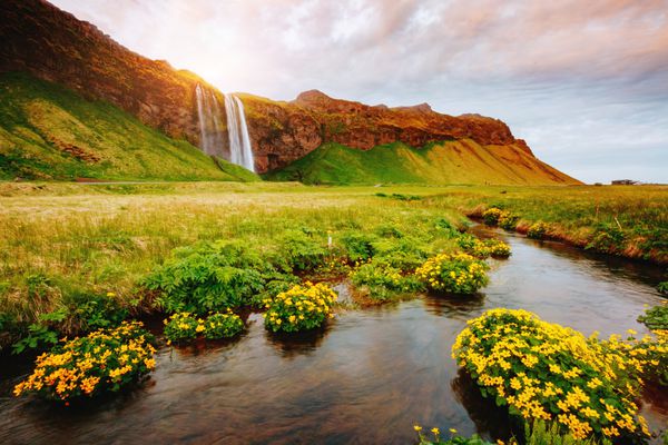 دیدگاه دوست داشتنی از شکوفه های سبز در نور خورشید صحنه دراماتیک و زرق و برق دار جاذبه توریستی محبوب محل سکونت آبشار سلینجانسفوس معروف ایسلند اروپا کشف جهان زیبایی