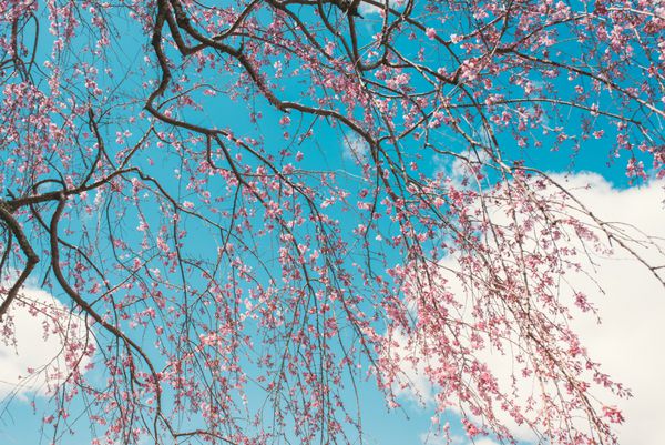 شکوفه گیلاس شکوفه در فصل بهار در آسمان آبی