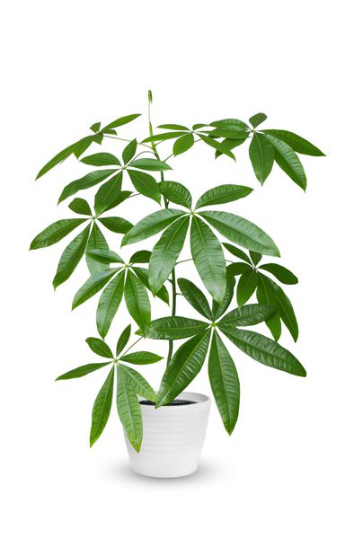 Houseplant Pachira aquatica گیاه گلدانی جدا شده بر روی سفید