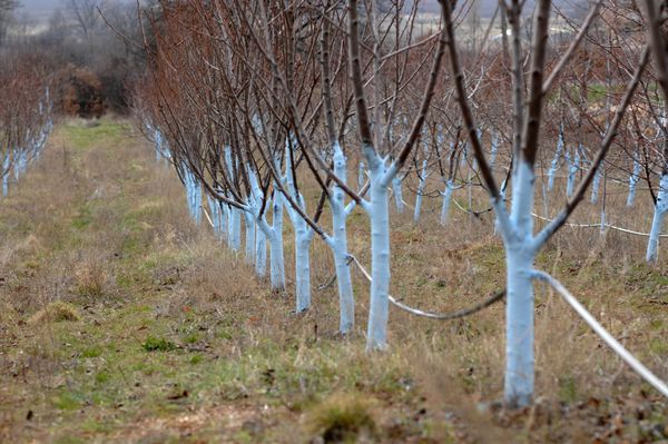 درختان گیلاس در مارچ درمان شده با مخلوط بوردو برای مبارزه با کپک مخلوط بوردو در کشاورزی آلی مجاز است و از بیماری و بیماری های دیگر در گیاهان محافظت می کند