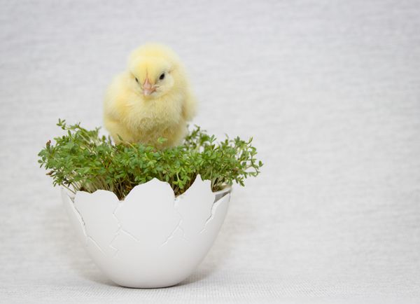 مرغ در پوست تخم مرغ ترکیب عید پاک کپی فضا